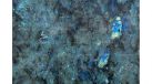 Labrador Blue Australia — Фрагмент — миниатюра