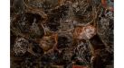 Black Petrified Wood — Фрагмент — миниатюра