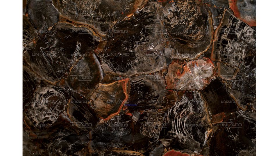 Black Petrified Wood — Фрагмент