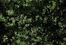 Green Bowenite Dark