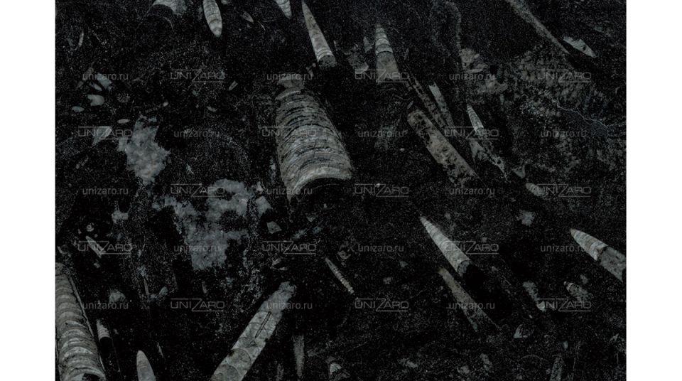 Fossil Black — Фрагмент